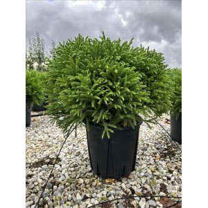 Kryptoméria japonská (Cryptomeria japonica) 'GLOBOSA NANA' - výška 30-40 cm, ⌀ 30-35 cm, kont. C10/12L
